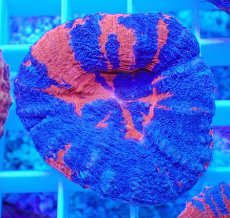 画像1: No.9 オーストラリア産 スコリミア superman スーパーマン  【入荷個数が少ないです!】 (1)