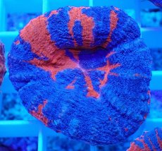 画像2: No.9 オーストラリア産 スコリミア superman スーパーマン  【入荷個数が少ないです!】 (2)