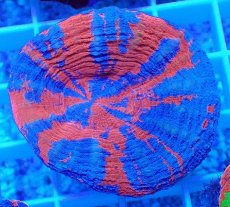 画像1: No.10 オーストラリア産 スコリミア superman スーパーマン  【入荷個数が少ないです!】 (1)