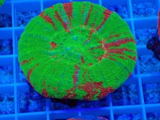 画像1: No.11 オーストラリア産 スコリミア Bleeding Apple (1)