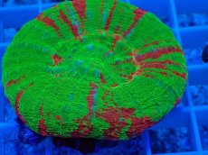 画像2: No.11 オーストラリア産 スコリミア Bleeding Apple (2)