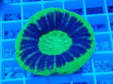 画像1: No.12 オーストラリア産 スコリミア UFO (1)