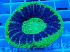 画像2: No.12 オーストラリア産 スコリミア UFO (2)