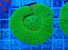 画像1: No.13 オーストラリア産 スコリミア グリーン (1)