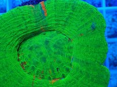 画像2: No.13 オーストラリア産 スコリミア グリーン (2)