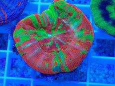 画像1: No.14 オーストラリア産 スコリミア Bleeding Apple (1)