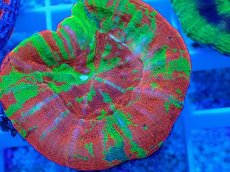 画像2: No.14 オーストラリア産 スコリミア Bleeding Apple (2)