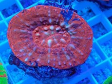 画像1: No.15 オーストラリア産 スコリミア レッド (1)