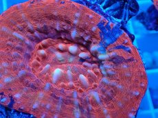 画像2: No.15 オーストラリア産 スコリミア レッド (2)