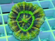 画像2: No.16 オーストラリア産 スコリミア UFO (2)