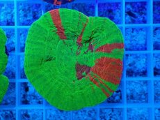 画像1: No.17 オーストラリア産 スコリミア Bleeding Apple (1)