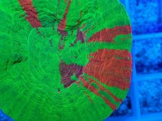 画像2: No.17 オーストラリア産 スコリミア Bleeding Apple (2)