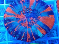 画像2: No.18 オーストラリア産 スコリミア Warpaint (2)