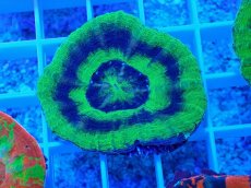 画像1: No.19 オーストラリア産 スコリミア UFO (1)