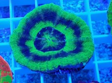 画像2: No.19 オーストラリア産 スコリミア UFO (2)