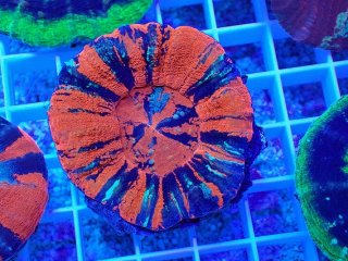 No.7 オーストラリア産 オオバナサンゴ ブルーグリーンを買うなら