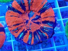 画像2: No.20 オーストラリア産 スコリミア Warpaint (2)