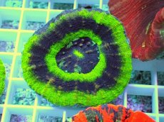 画像1: No.21 オーストラリア産 スコリミア UFO (1)