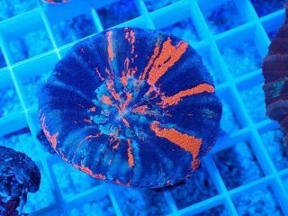 No.2 オーストラリア産 オオバナサンゴ レッドを買うならアクア