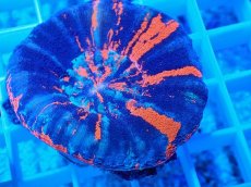 画像2: No.22 オーストラリア産 スコリミア Warpaint (2)