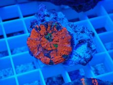 画像1: No.23 オーストラリア産 スコリミア  (1)