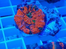 画像2: No.23 オーストラリア産 スコリミア  (2)