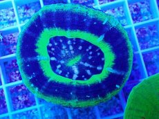 画像1: No.24 オーストラリア産 スコリミア UFO (1)