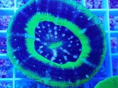 画像2: No.24 オーストラリア産 スコリミア UFO (2)