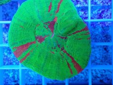 画像2: No.25 オーストラリア産 スコリミア Bleeding Apple (2)