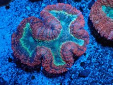 画像1: No.1 オーストラリア産 ハナガタサンゴ ツートン (1)