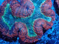 画像2: No.1 オーストラリア産 ハナガタサンゴ ツートン (2)