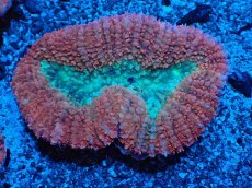 画像1: No.2 オーストラリア産 ハナガタサンゴ ツートン (1)