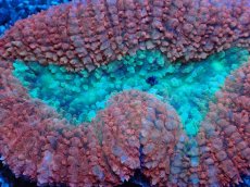 画像2: No.2 オーストラリア産 ハナガタサンゴ ツートン (2)