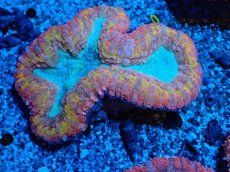 画像1: No.3 オーストラリア産 ハナガタサンゴ マルチカラー (1)