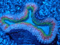 画像2: No.4 オーストラリア産 ハナガタサンゴ マルチカラー (2)