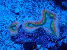 画像1: No.5 オーストラリア産 ハナガタサンゴ マルチカラー (1)