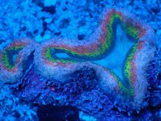 画像2: No.5 オーストラリア産 ハナガタサンゴ マルチカラー (2)