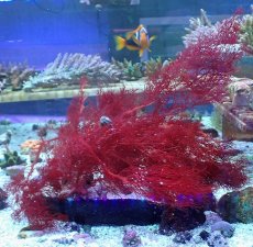 画像1: No.1 オーストラリア産 紅藻 dragon breath  【入荷したのは1個のみ!】 (1)