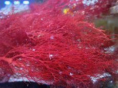 画像2: No.1 オーストラリア産 紅藻 dragon breath  【入荷したのは1個のみ!】 (2)