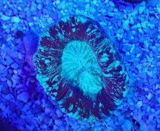 バイタルウェーブ2 バイオレット 1つ を買うならアクアスタイルユー