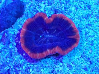 オオバナサンゴ　グリーンマルチ No.53 フィジー産 オオバナサンゴ グリーンマルチを買うならアクア