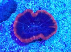 画像2: No.3 オーストラリア産 オオバナサンゴ　レッド (2)