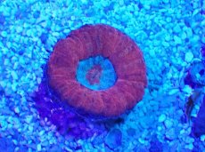 画像2: No.4 オーストラリア産 オオバナサンゴ レッド (2)