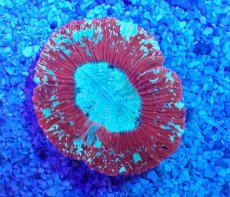 画像2: No.5 オーストラリア産 オオバナサンゴ レッド (2)
