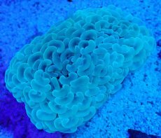 画像1: No.3 オーストラリア産 ナガレハナサンゴ ステルスグリーン (1)