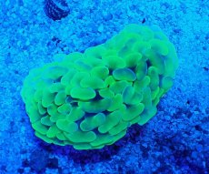 画像1: No.4 オーストラリア産 ナガレハナサンゴ  Blotchy Toxic (1)