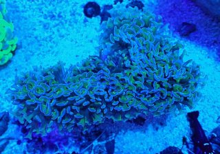 ナガレハナサンゴ　茎メタリックグリーントップクリア系 ナガレハナサンゴ 茎メタリックグリーントップクリア系 No.39