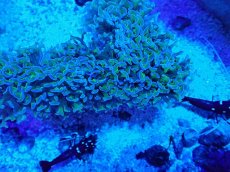 画像2: No.5 オーストラリア産 ナガレハナサンゴ 茎グリーン (2)