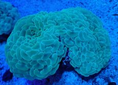 画像1: No.6 オーストラリア産 ナガレハナサンゴ ステルスグリーン (1)