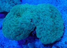 画像2: No.6 オーストラリア産 ナガレハナサンゴ ステルスグリーン (2)